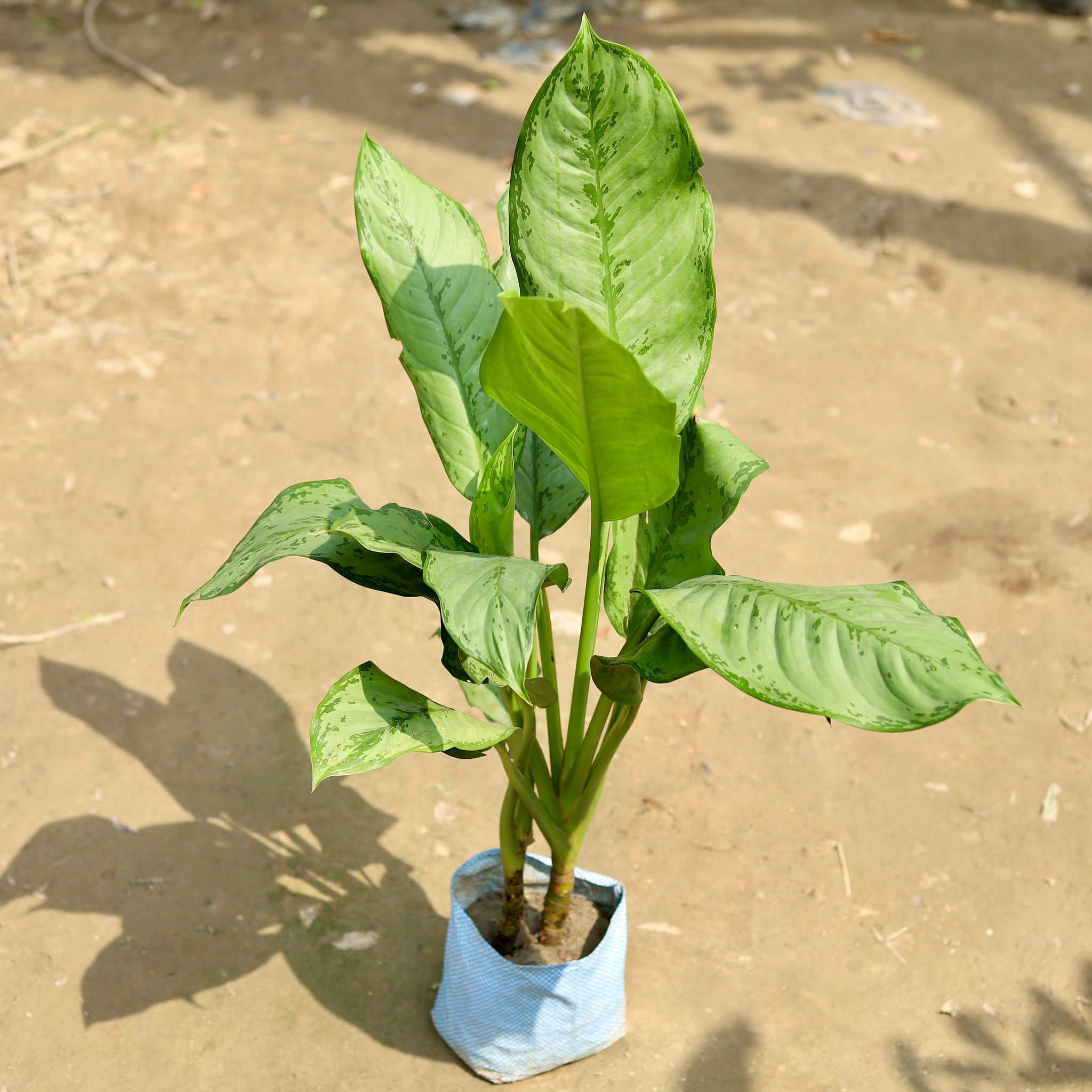 Aglaonema Maria Christina in 7 Inch Nursery Bag