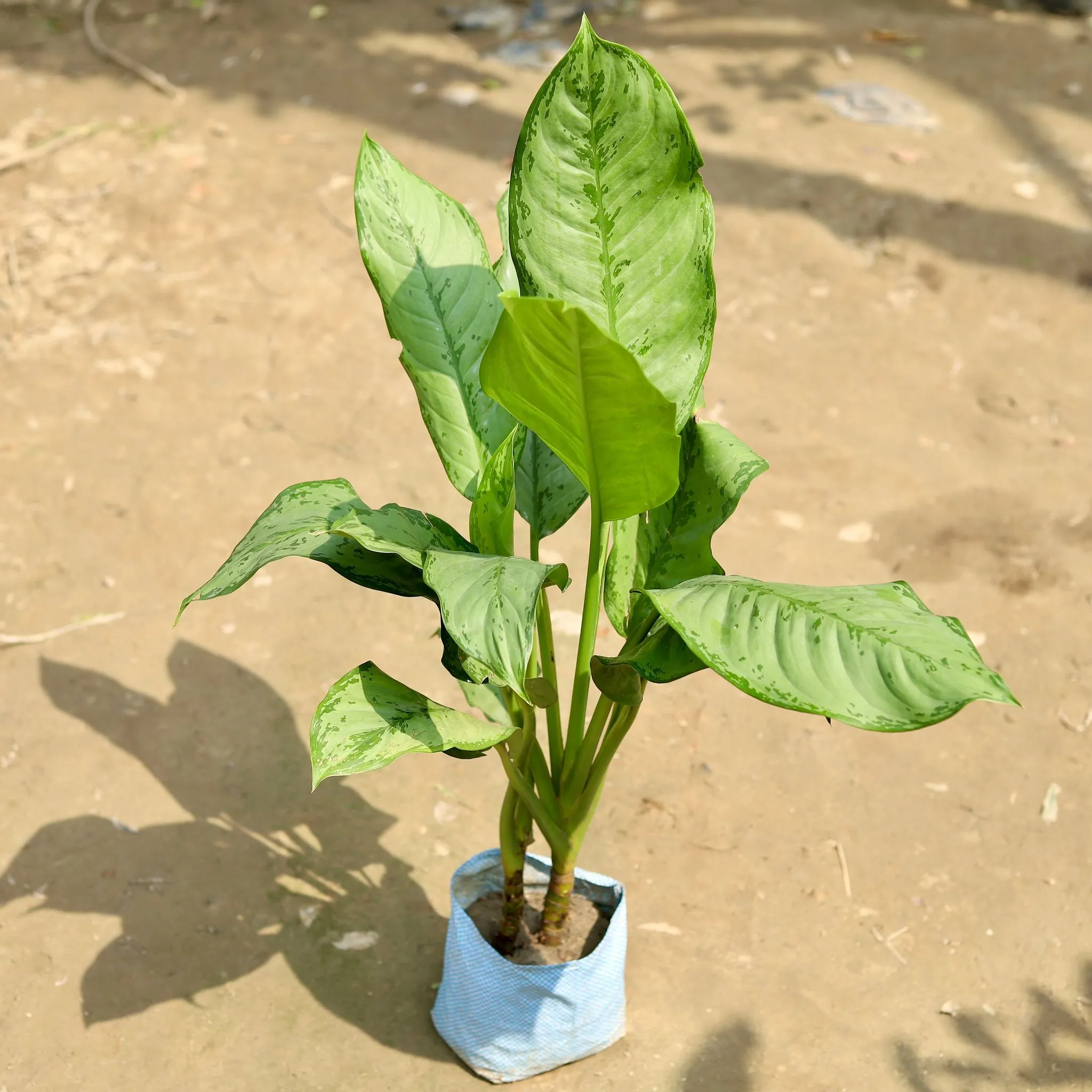 Aglaonema Maria Christina in 7 Inch Nursery Bag