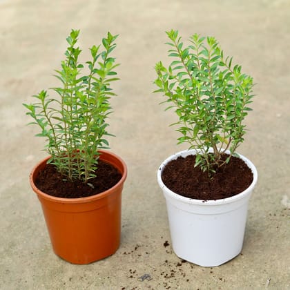 Buy Set of 2 - Cuphea / False Heather (any colour) In 6 Inch Red & White Nursery Pot Online | Urvann.com