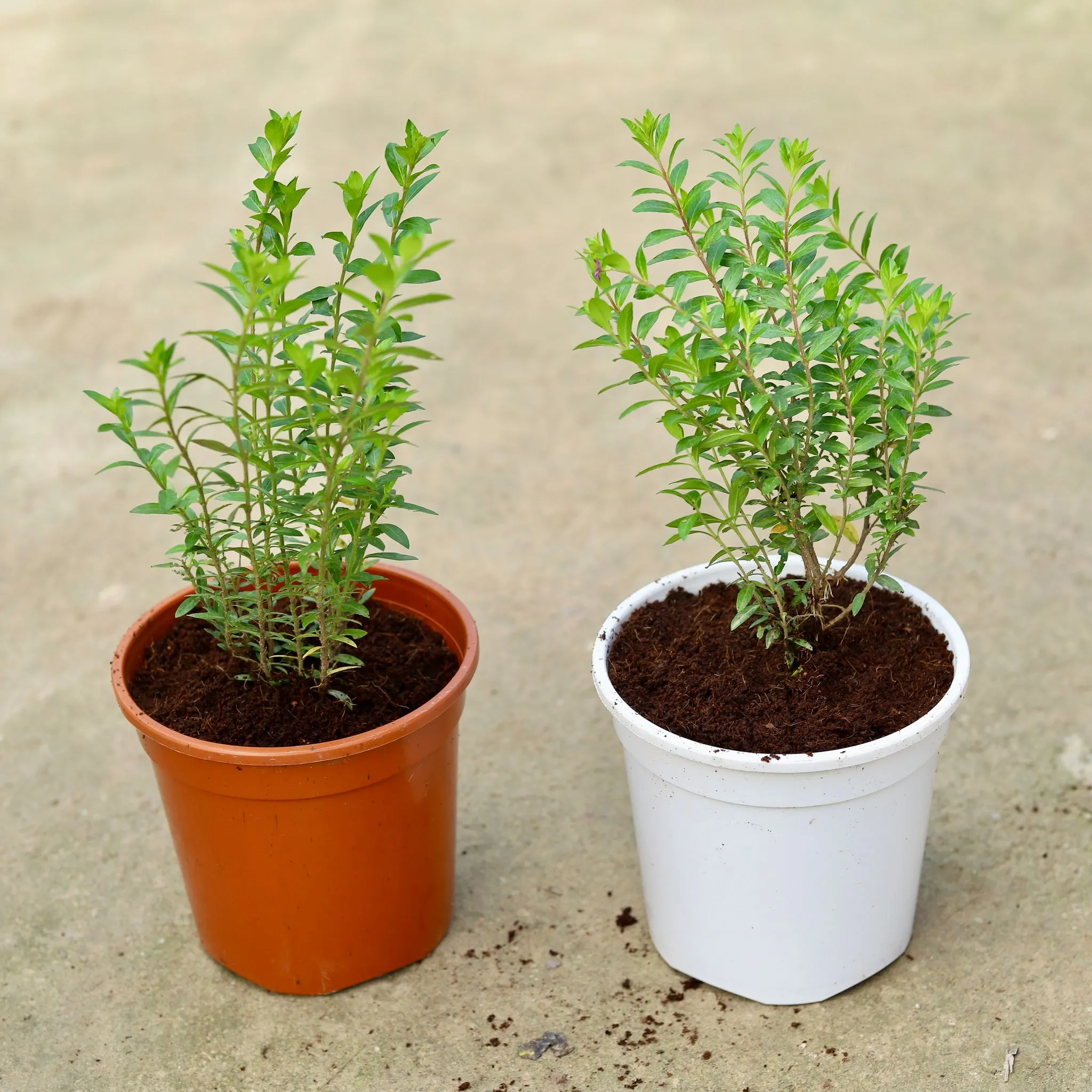 Set of 2 - Cuphea / False Heather (any colour) in 6 Inch Red & White Nursery Pot