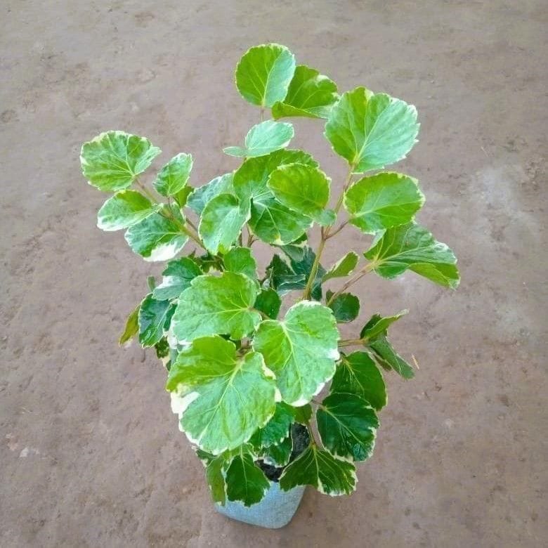 Aralia Apple Leaf / Dinner Plate Variegated in 4 Inch Nursery Bag