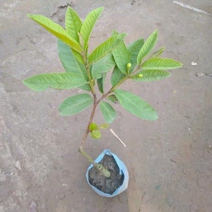 Buy Guava / Amrood Fruited in 4 Inch Nursery Bag Online | Urvann.com