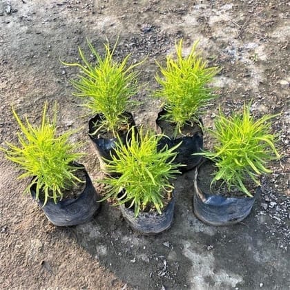 Buy Set of 5 - Kochia In 3 Inch Nursery Bag Online | Urvann.com