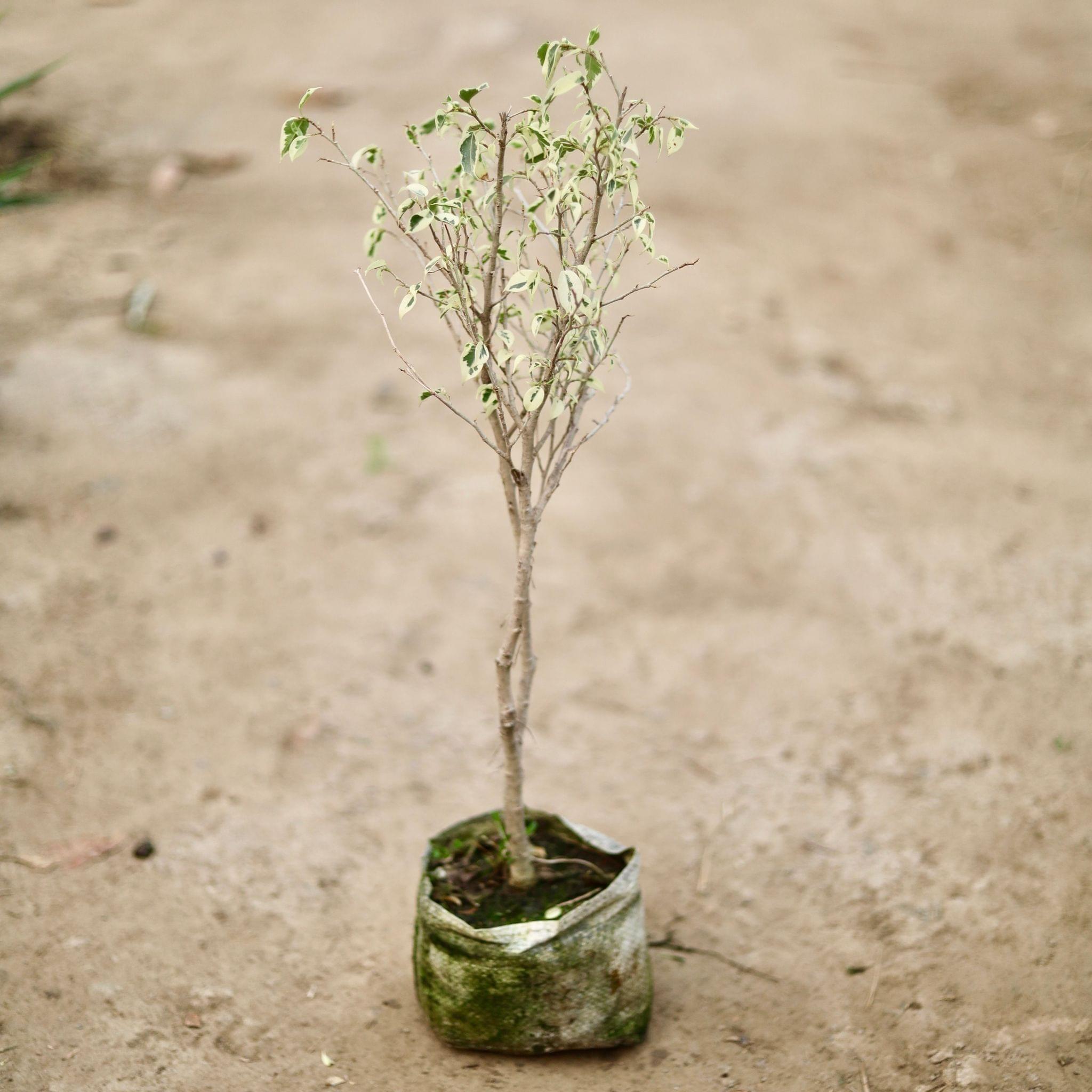 Ficus Starlight in 8 Inch Nursery Bag