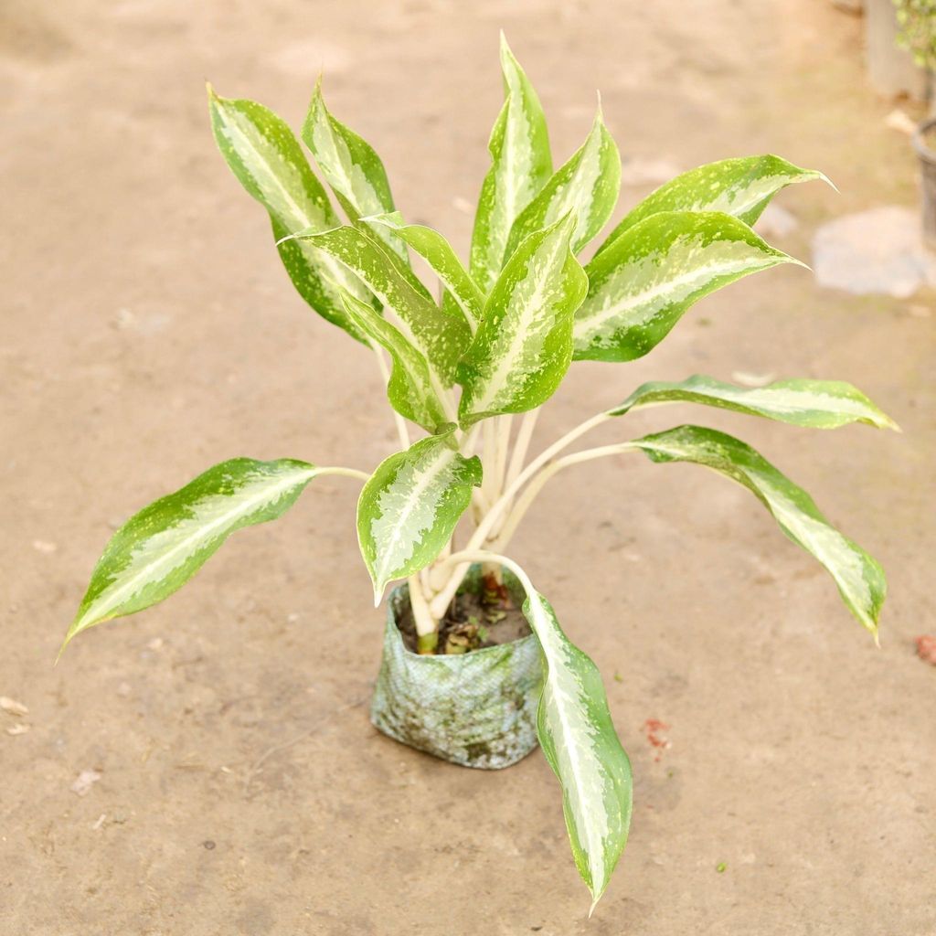 Aglaonema Dove in 8 Inch Nursery Bag
