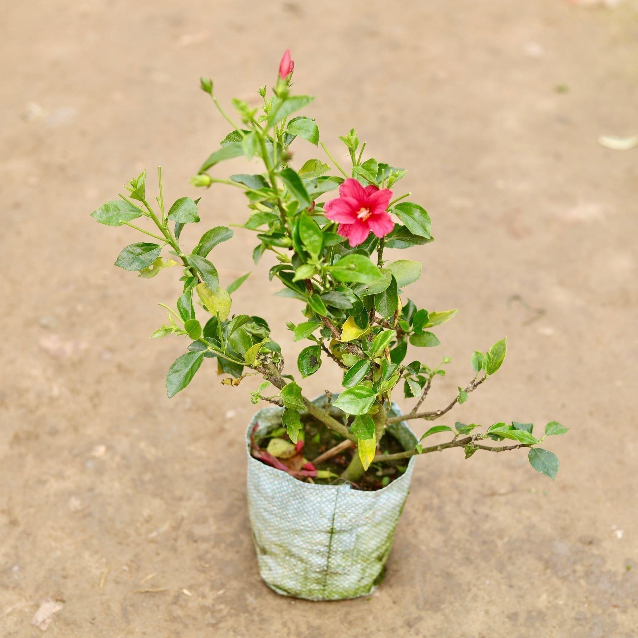 Hibiscus / Gudhal High Choice Red in 5 Inch Nursery Bag