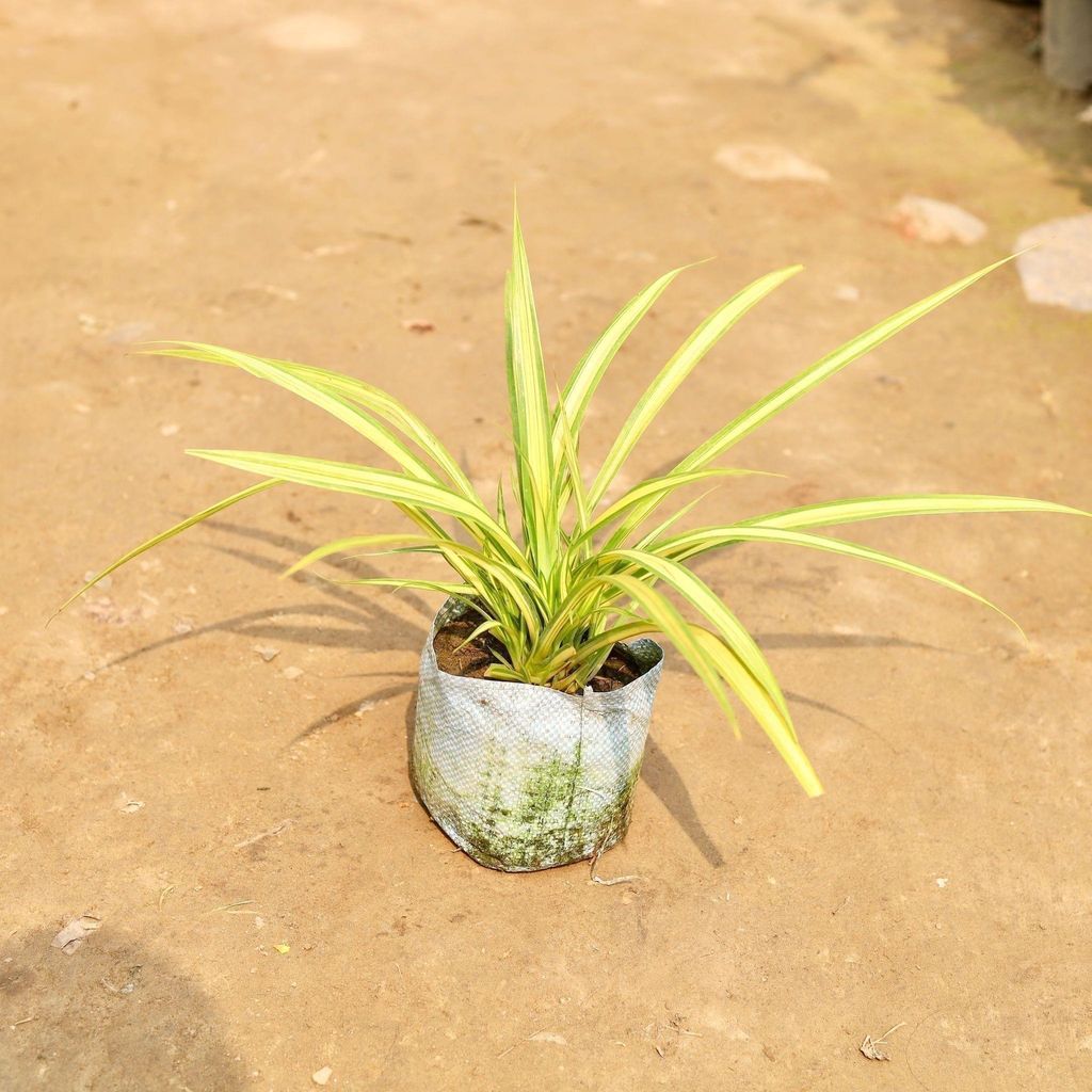 Golden Spider in 8 Inch Nursery Bag