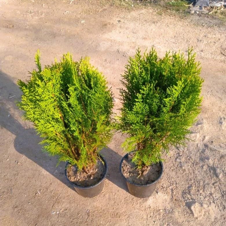 Set of 2 Morpankhi/Thuja in 6 Inch Nursery Pot