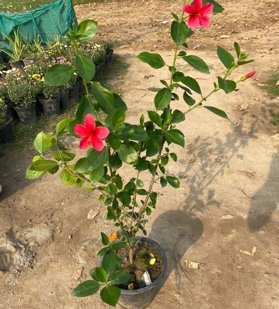 Hibiscus / Gudhal High Choice (any colour) in 8 Inch Nursery Pot Hibiscus / Gudhal High Choice (any colour) in 8 Inch Nursery Pot