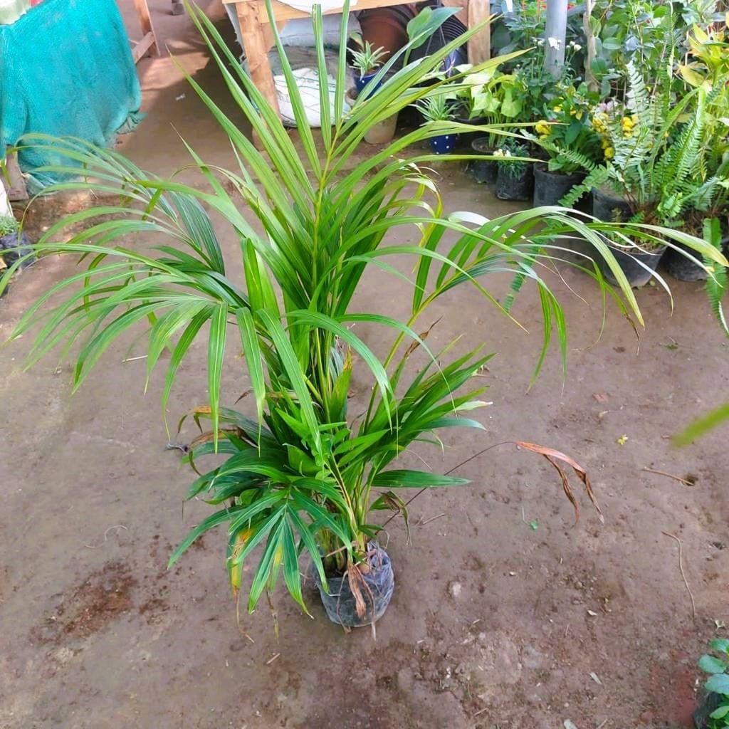 Areca Palm in 6 Inch Nursery Bag