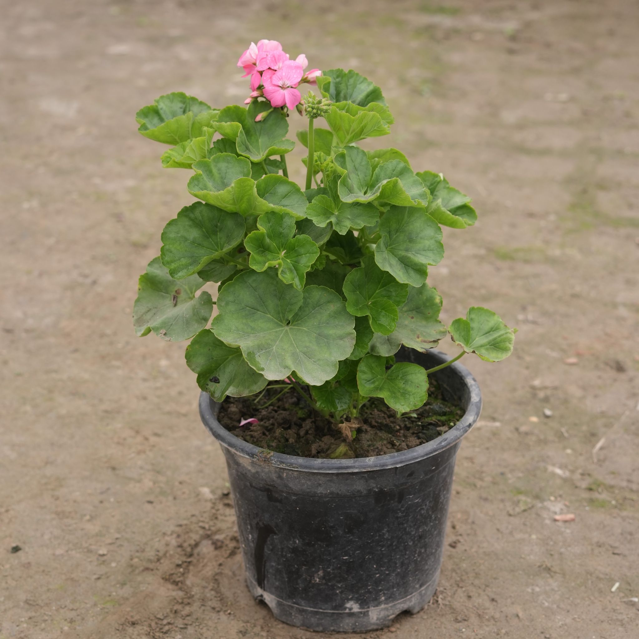 Geranium (any colour) in 10 Inch Nursery Pot