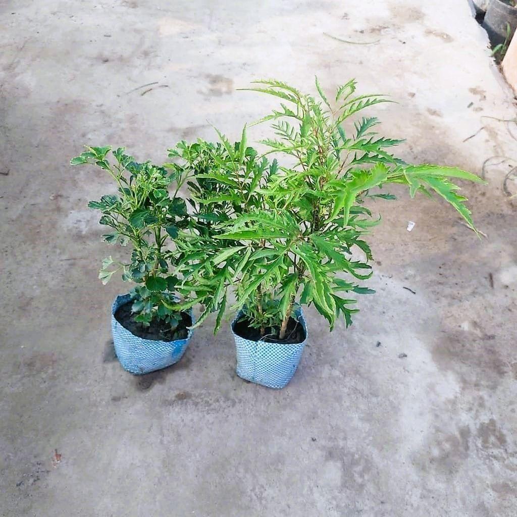 Buy Set of 2 - Aralias in 4 Inch Nursery Bag Online | Urvann.com Set of 2 - Aralias in 4 Inch Nursery Bag