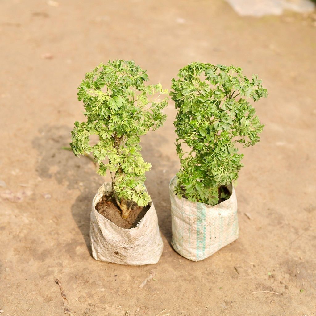 Set of 2 - Aralia Bush in 4 Inch Nursery Bag