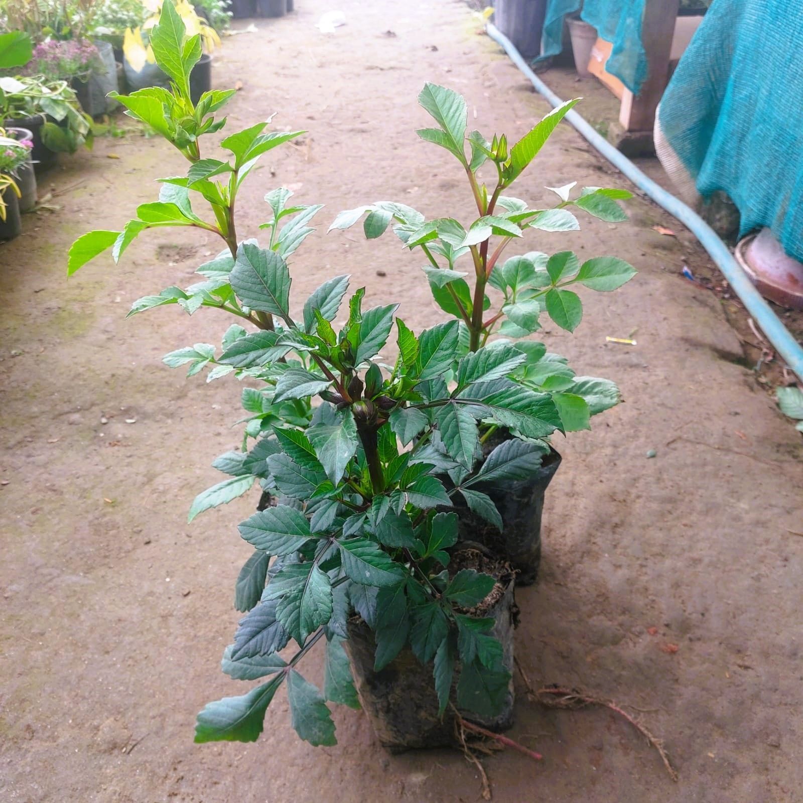 Set of 3 - Dahlia Plant (any colour) in 4 Inch Nursery Bag