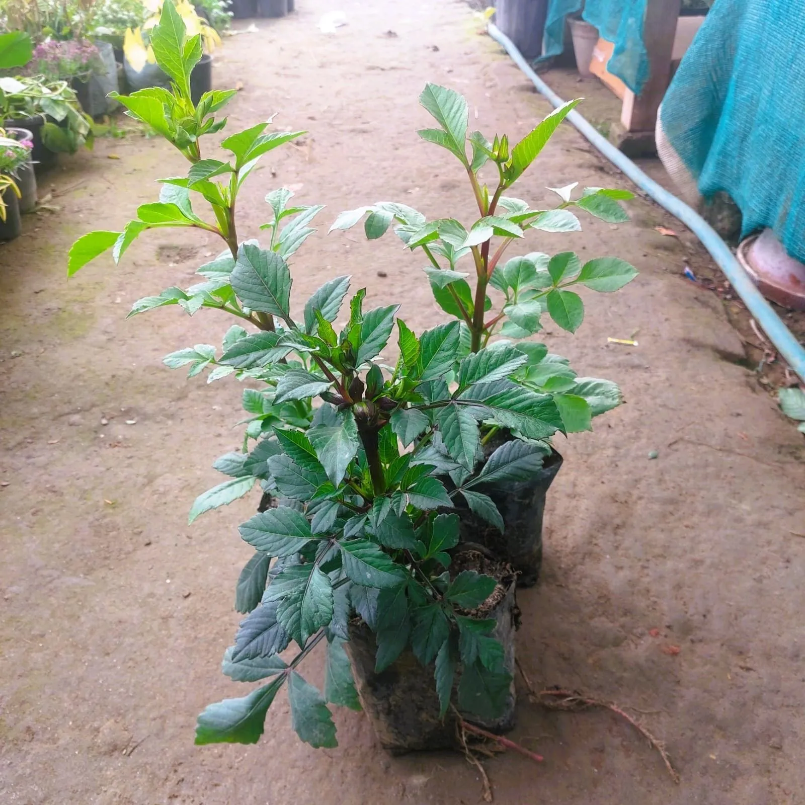 Set of 3 - Dahlia Plant (any colour) in 4 Inch Nursery Bag