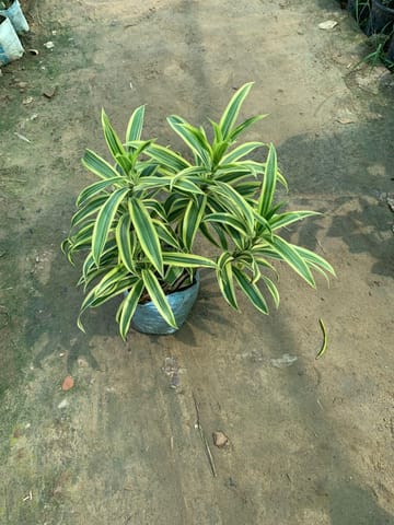 Song of India in 8 Inch Nursery Bag