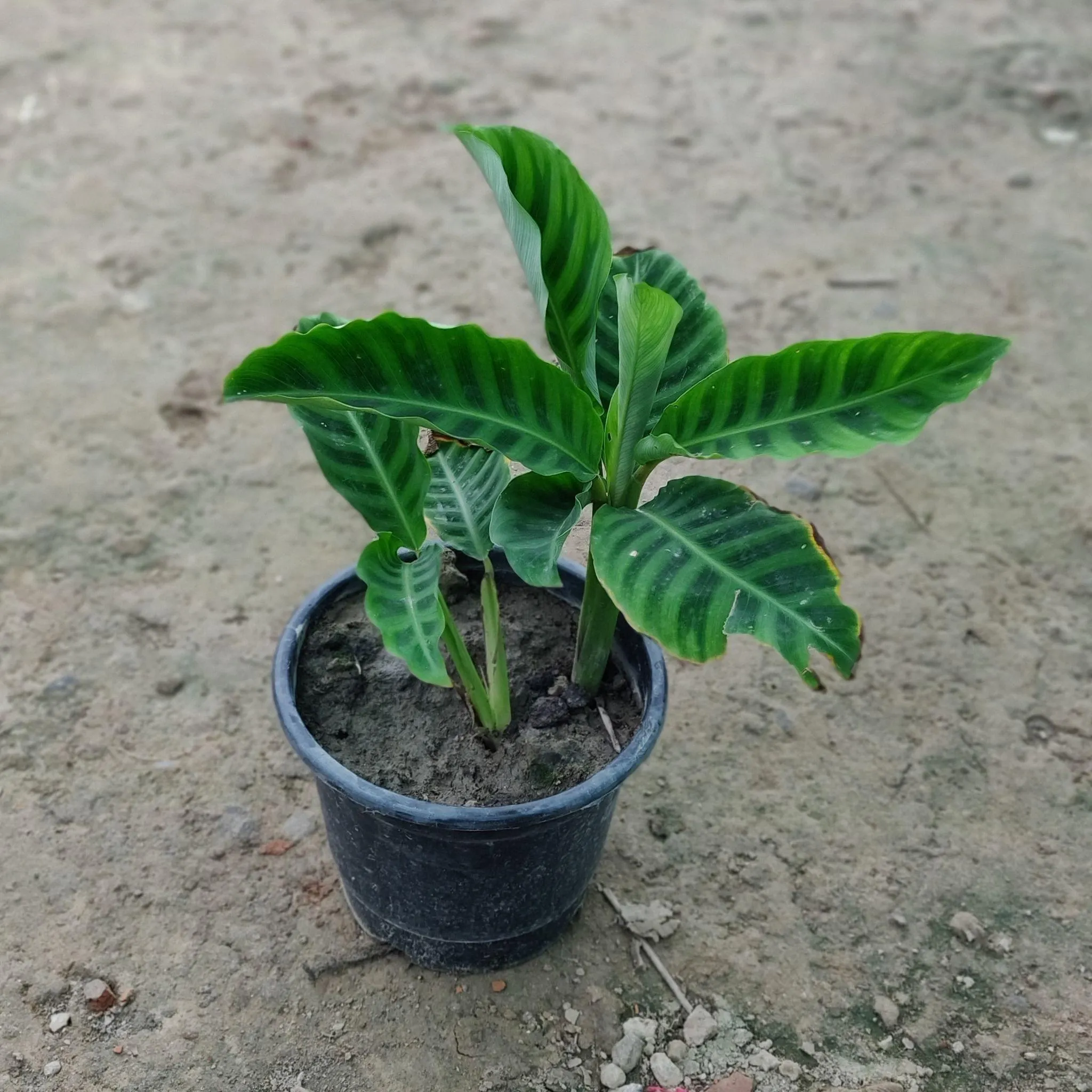 Maranta Prayer Plant in 6 Inch Nursery Pot
