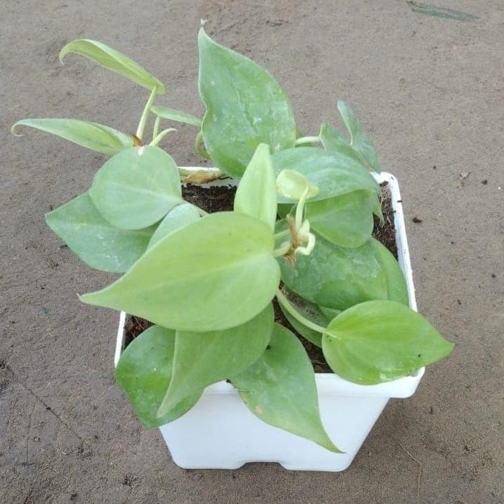 Golden Oxycardium in 4 Inch Square White Plastic Pot