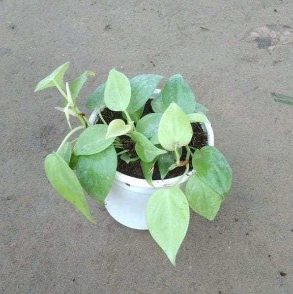 Golden Oxycardium in 4 Inch White Nursery Pot