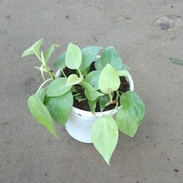 Golden Oxycardium in 4 Inch White Nursery Pot