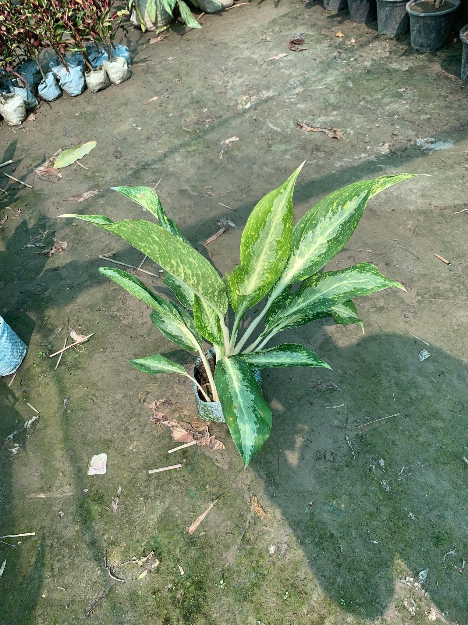 Aglaonema Dove in 8 Inch Nursery Bag