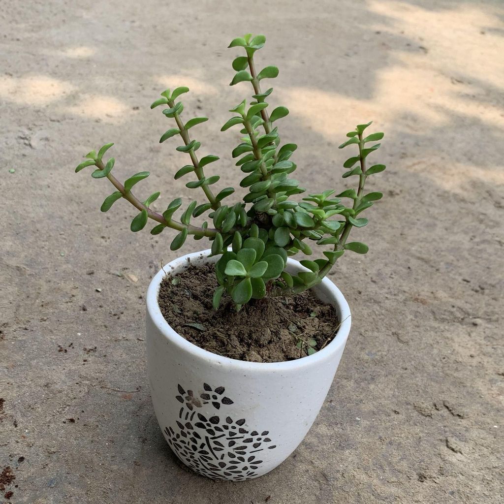 Jade Plant in 4 Inch White Ceramic Pot (any design)