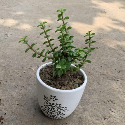 Buy Jade Plant in 4 Inch Printed White Ceramic Pot Online | Urvann.com