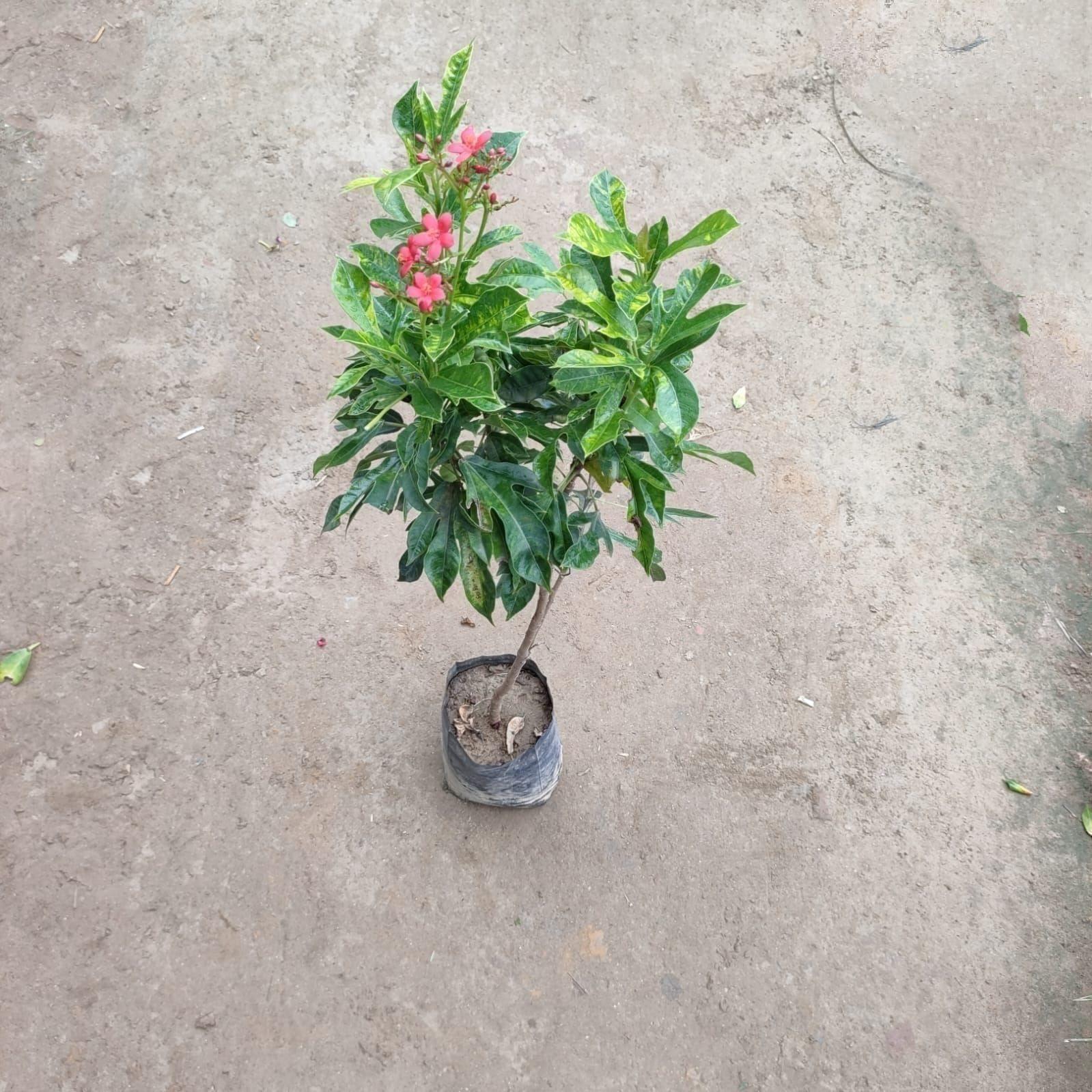 Jatropha hybrid (any colour) in 6 Inch Nursery Bag