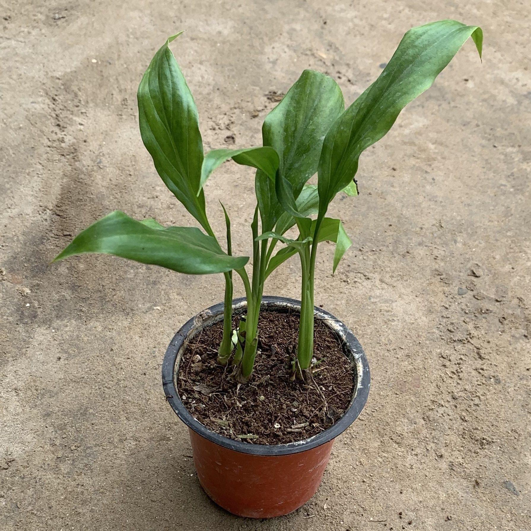 Peace Lily (any colour) in 4 Inch Nursery Pot