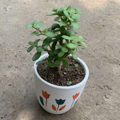 Buy Jade Plant in 4 Inch Flower Print White Ceramic Pot Online | Urvann.com