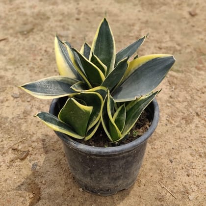 Buy Snake Plant Dwarf in 6 Inch Plastic Pot Online | Urvann.com