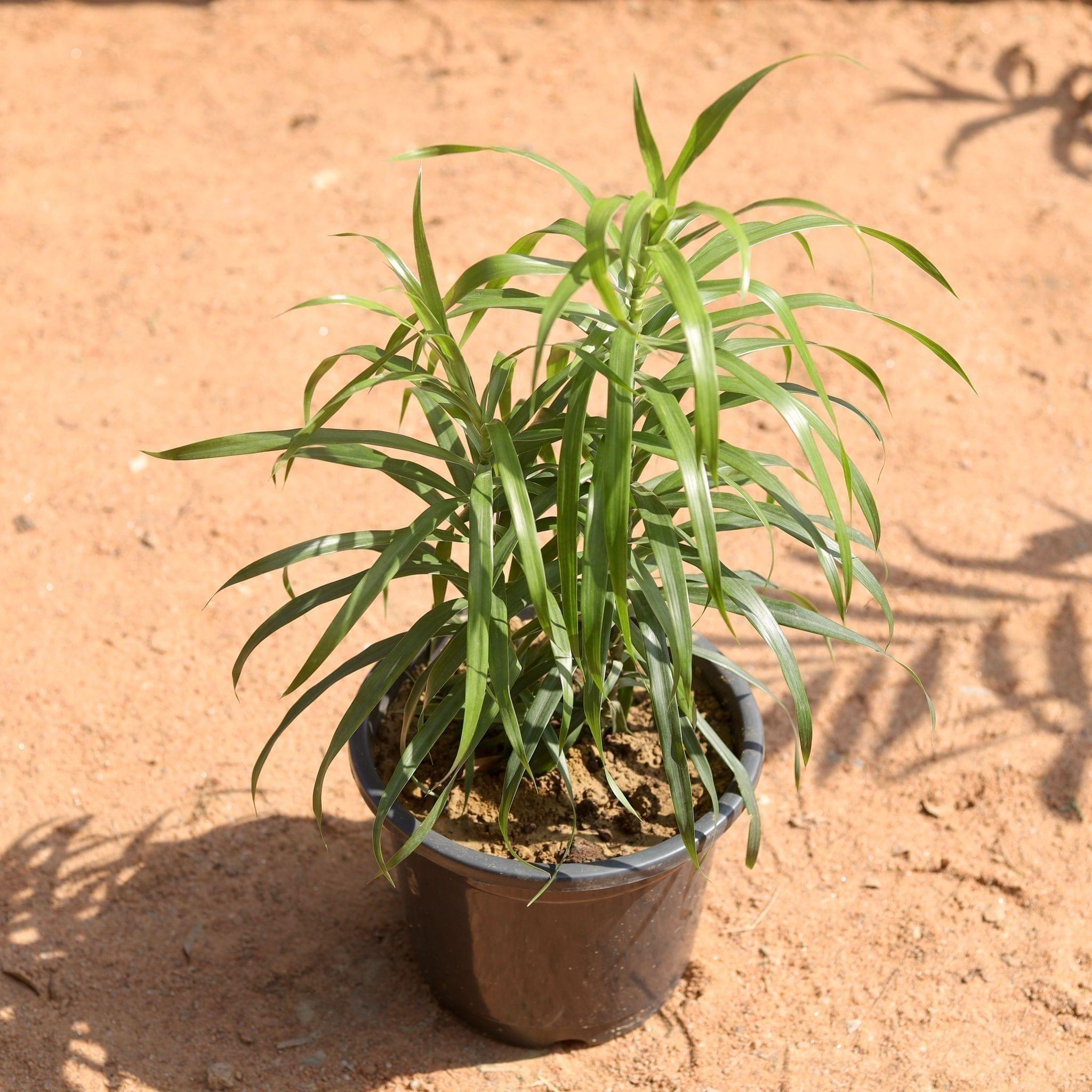 Green Dracaena in 6 Inch Nursery Pot