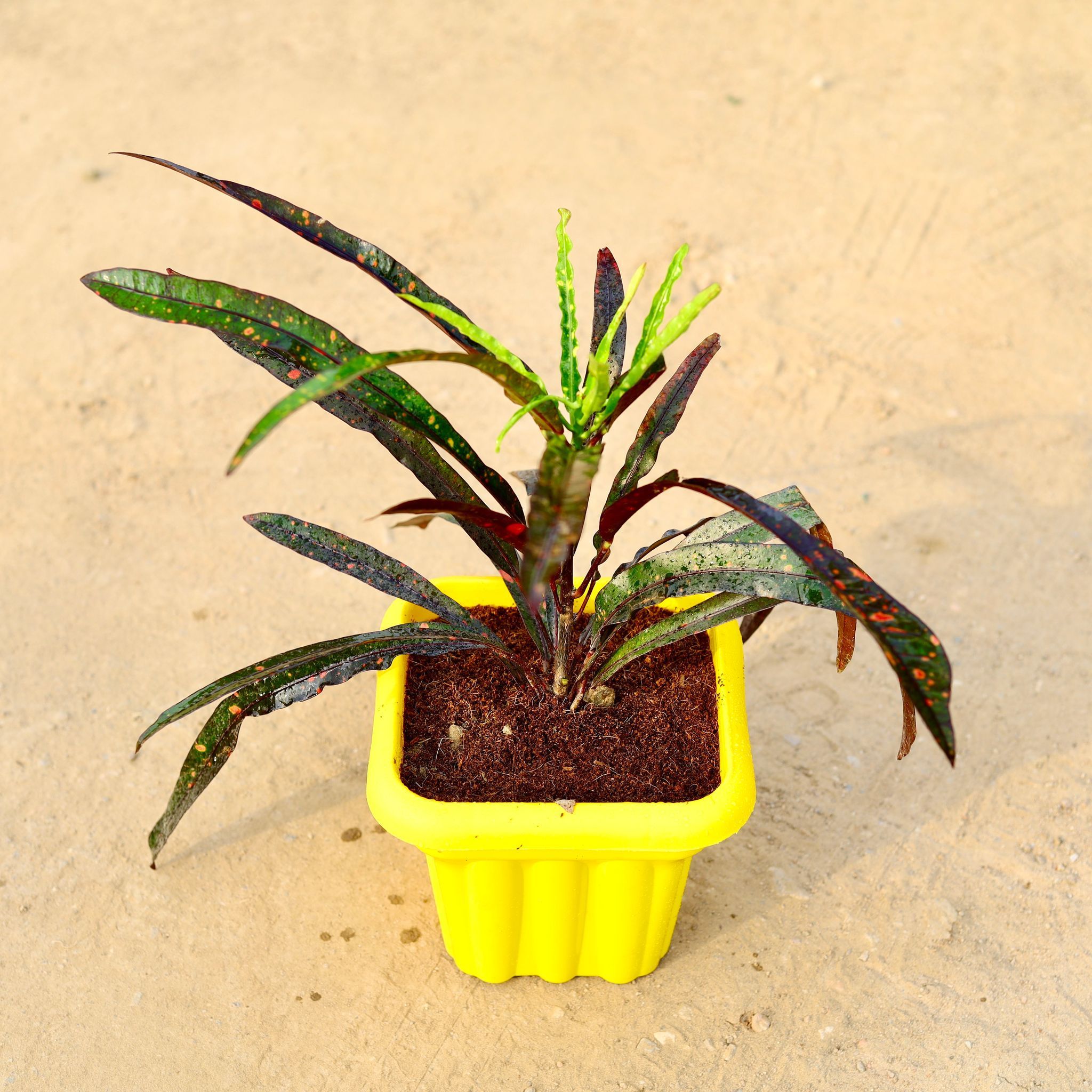 Croton Mother & Daughter in 8 Inch Heavy Square Plastic Pot (any colour)