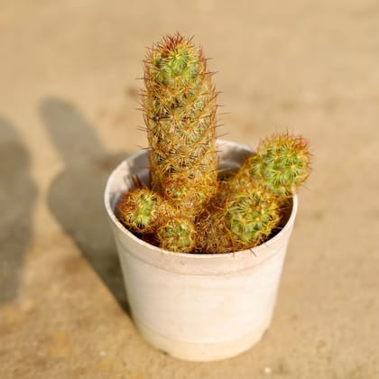 Buy Mammillaria Elongata Cactus in 3 Inch Nursery Pot Online | Urvann.com