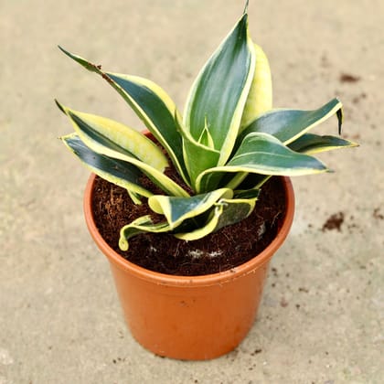 Buy Snake Dwarf  In 6 Inch Red Nursery Pot Online | Urvann.com