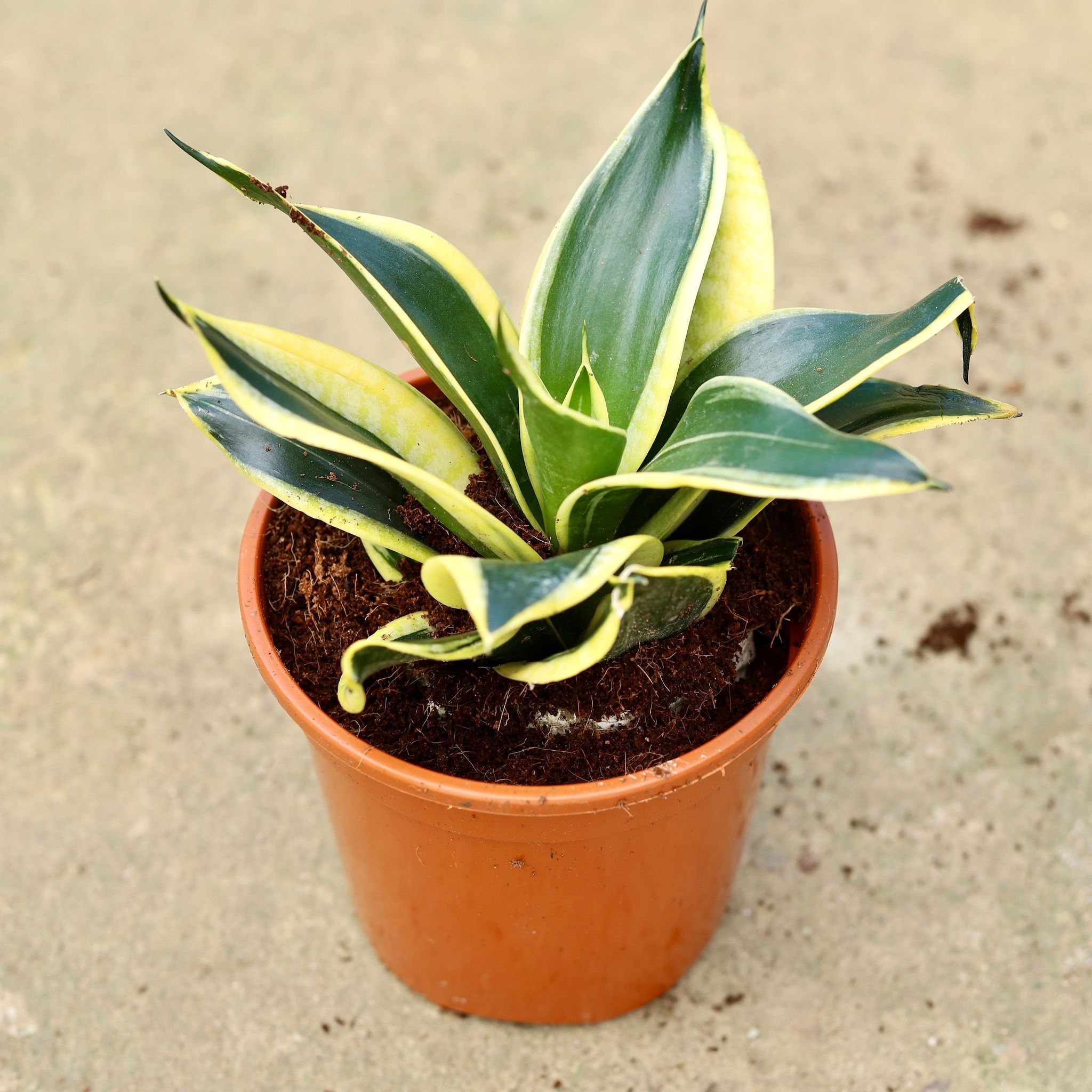 Snake Dwarf in 6 Inch Red Nursery Pot