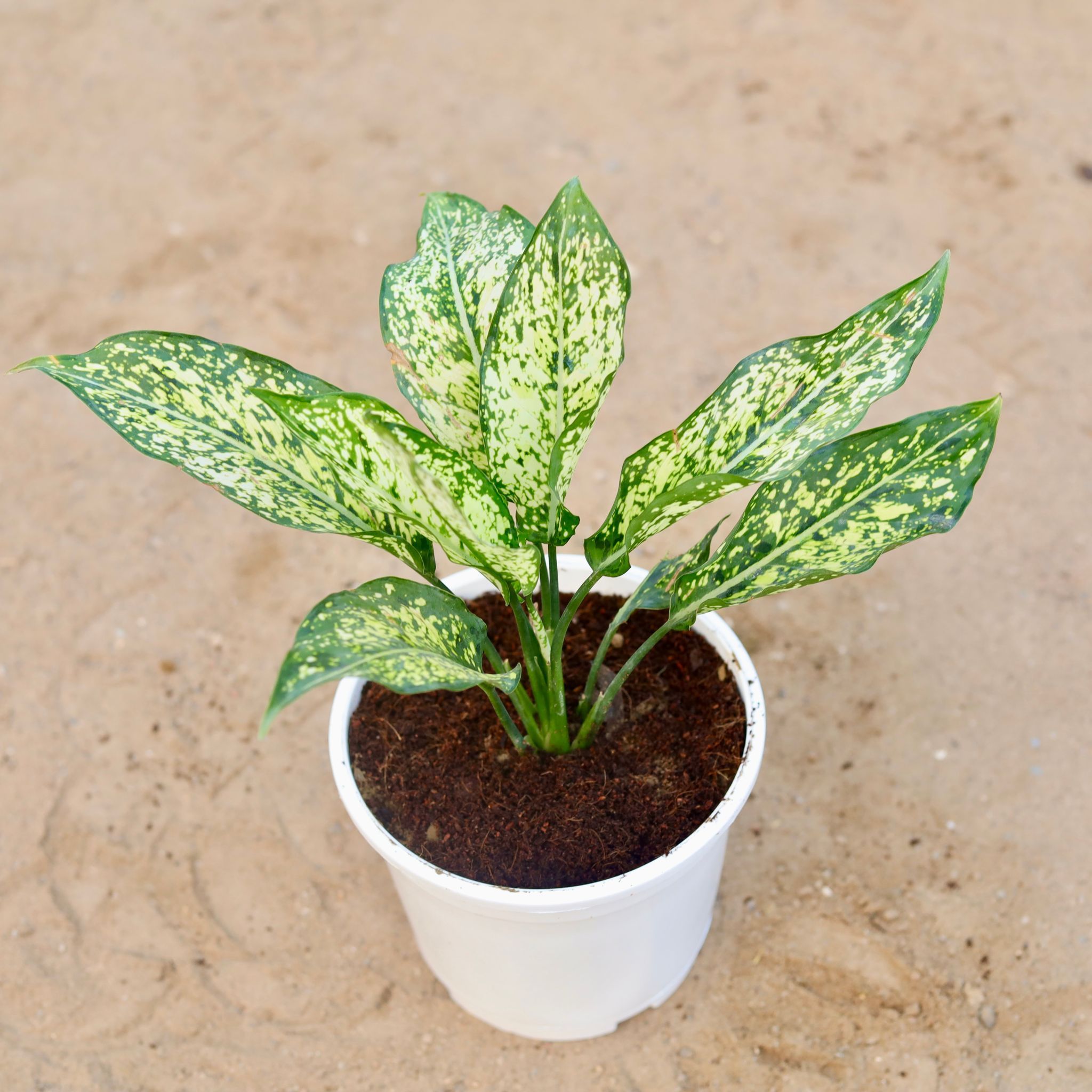 Aglaonema snow white in 6 Inch White Nursery Pot