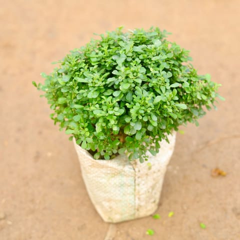 Table Kamini in 5 Inch Nursery Bag