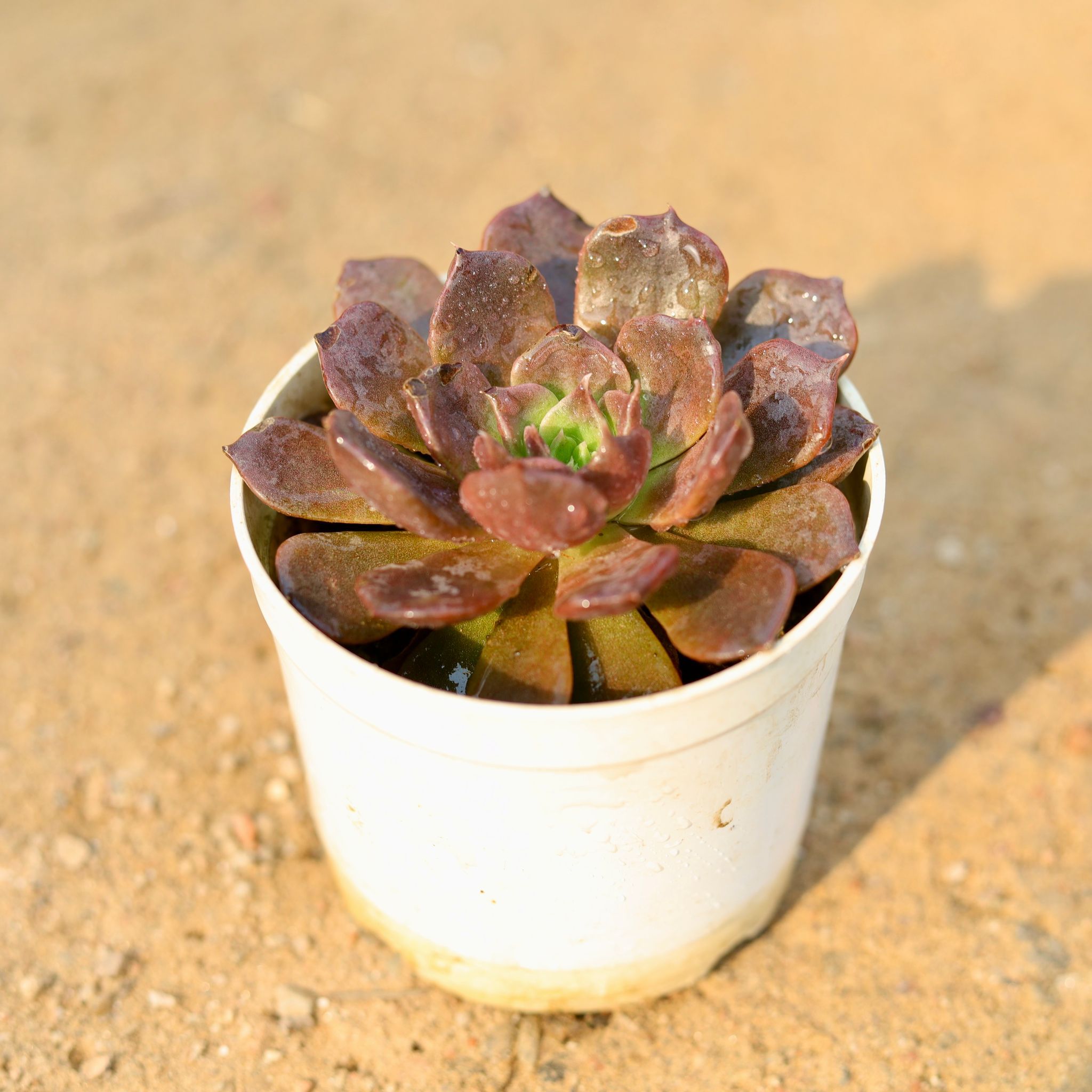 Echeveria Black / Chocolate Succulent in 3 Inch Nursery Pot