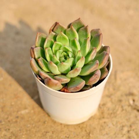 Echeveria Lipstick Succulent in 3 Inch Nursery Pot
