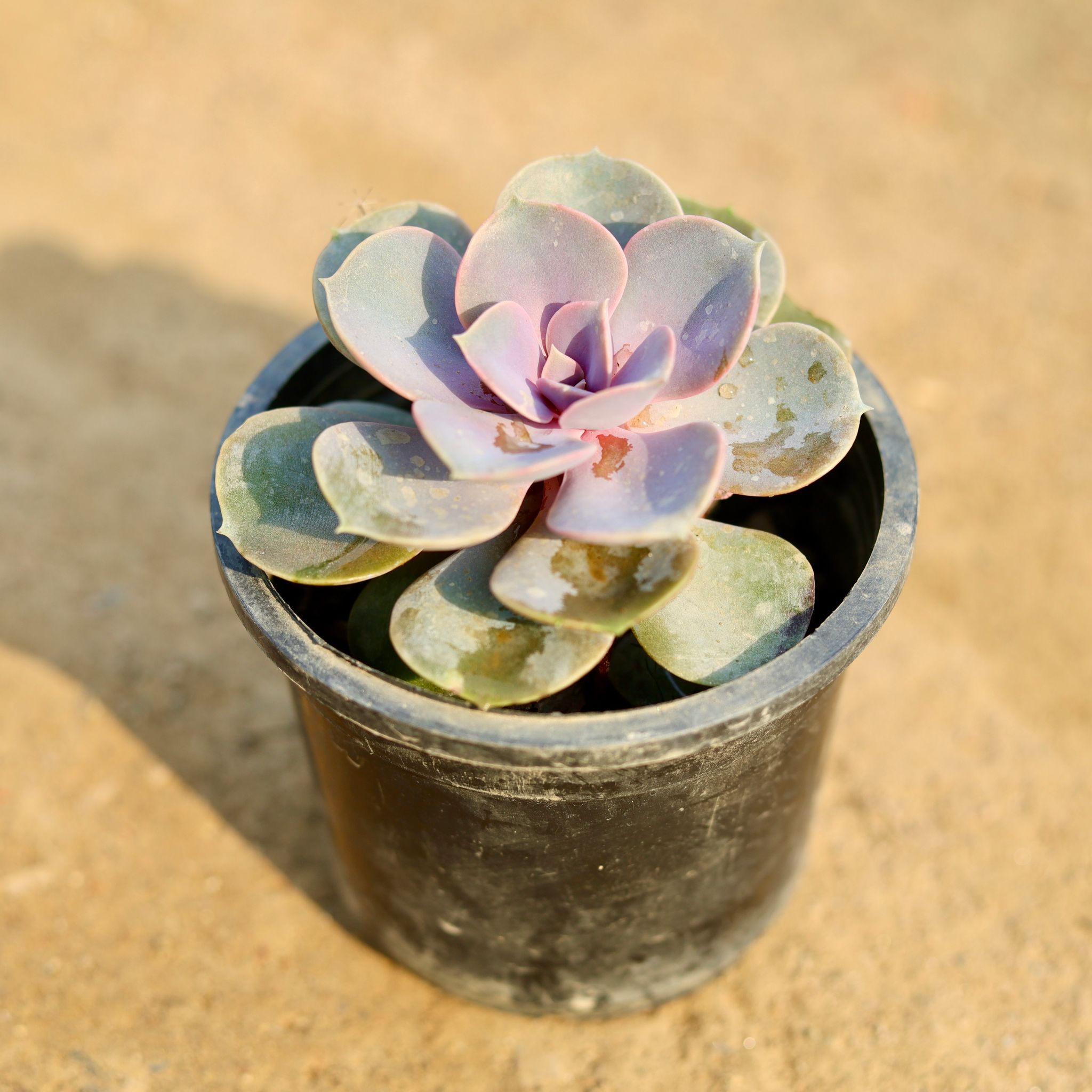 Echeveria Lilacina Purplish Succulent in 3 Inch Nursery Pot