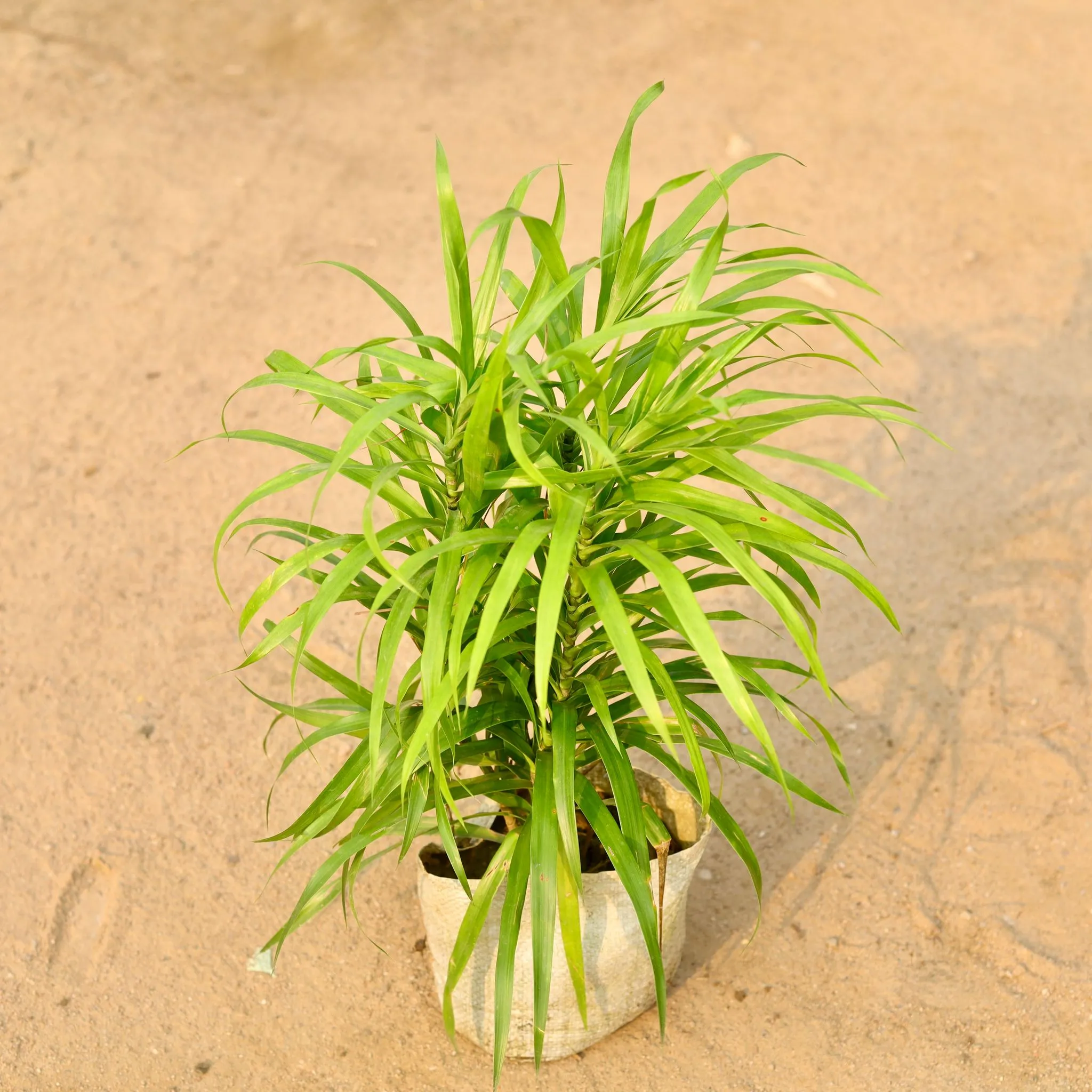 Dracaena Green in 7 Inch Nursery Bag