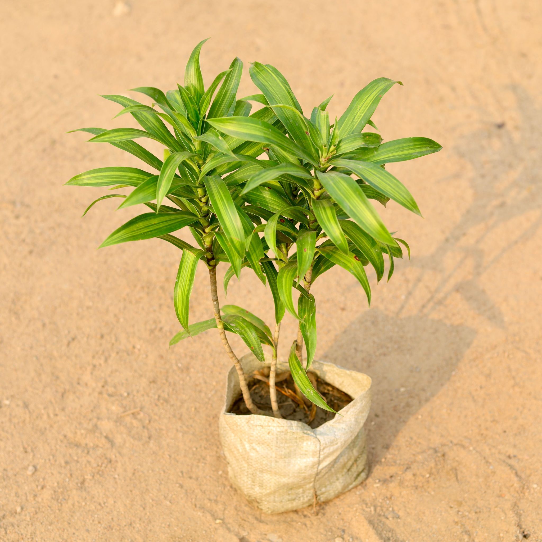 Song Of India Green in 7 Inch Nursery Bag