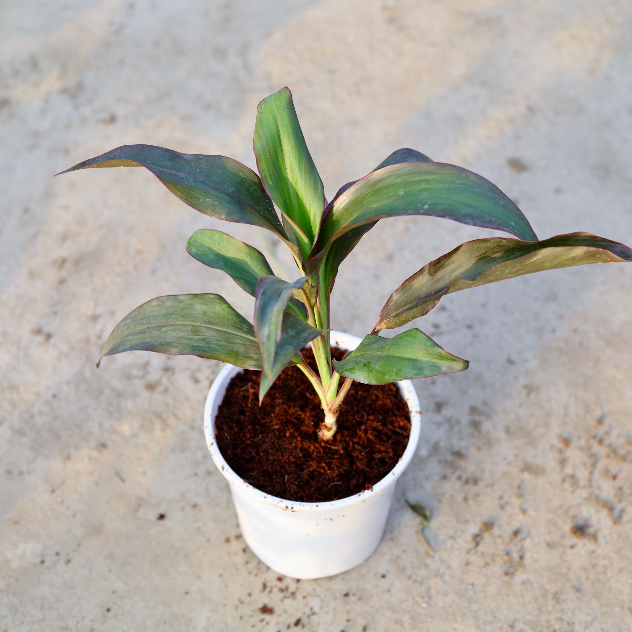 Dracaena Rosea in 6 Inch White Nursery Pot
