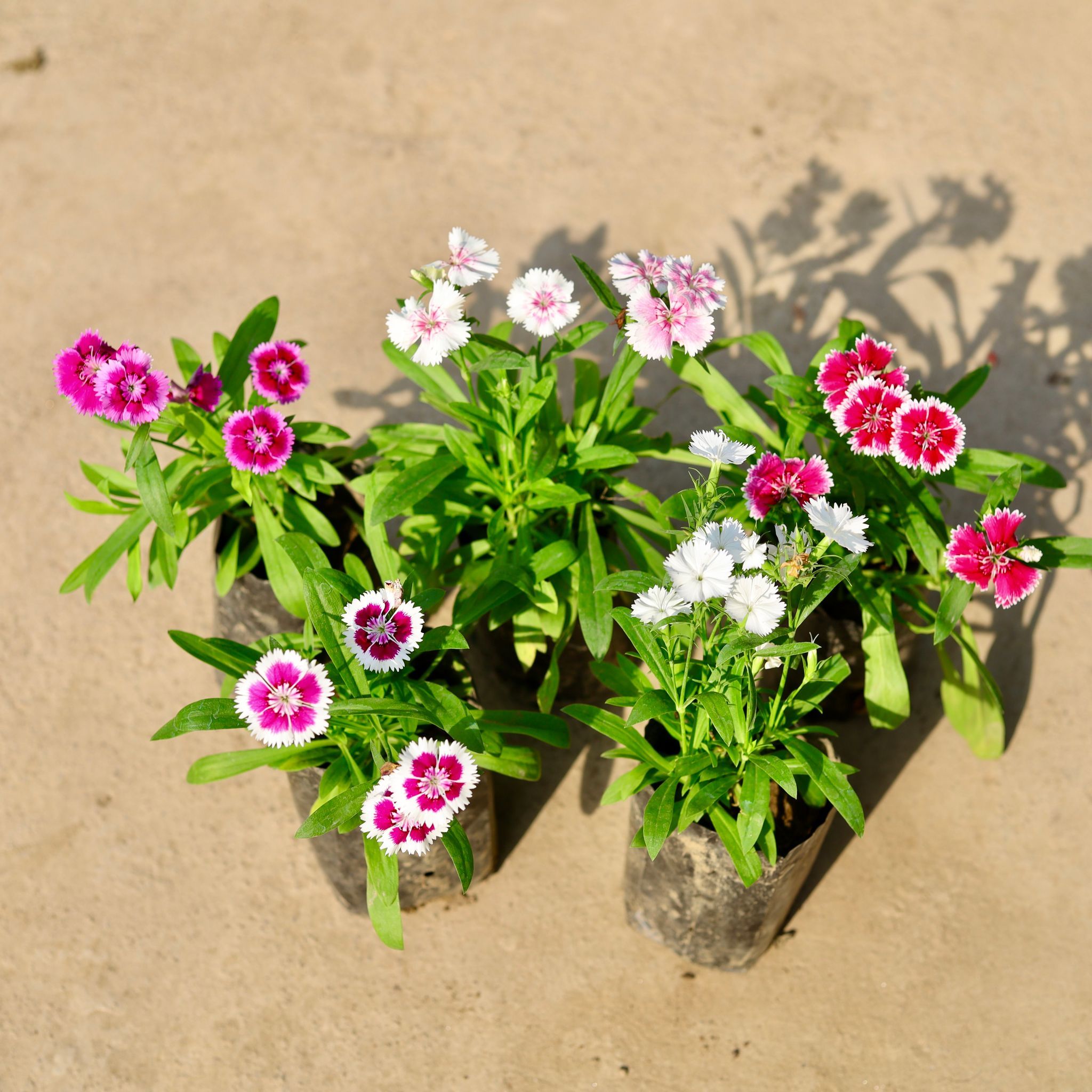 Set of 5 - Dianthus (any colour) in 4 Inch Nursery Bag