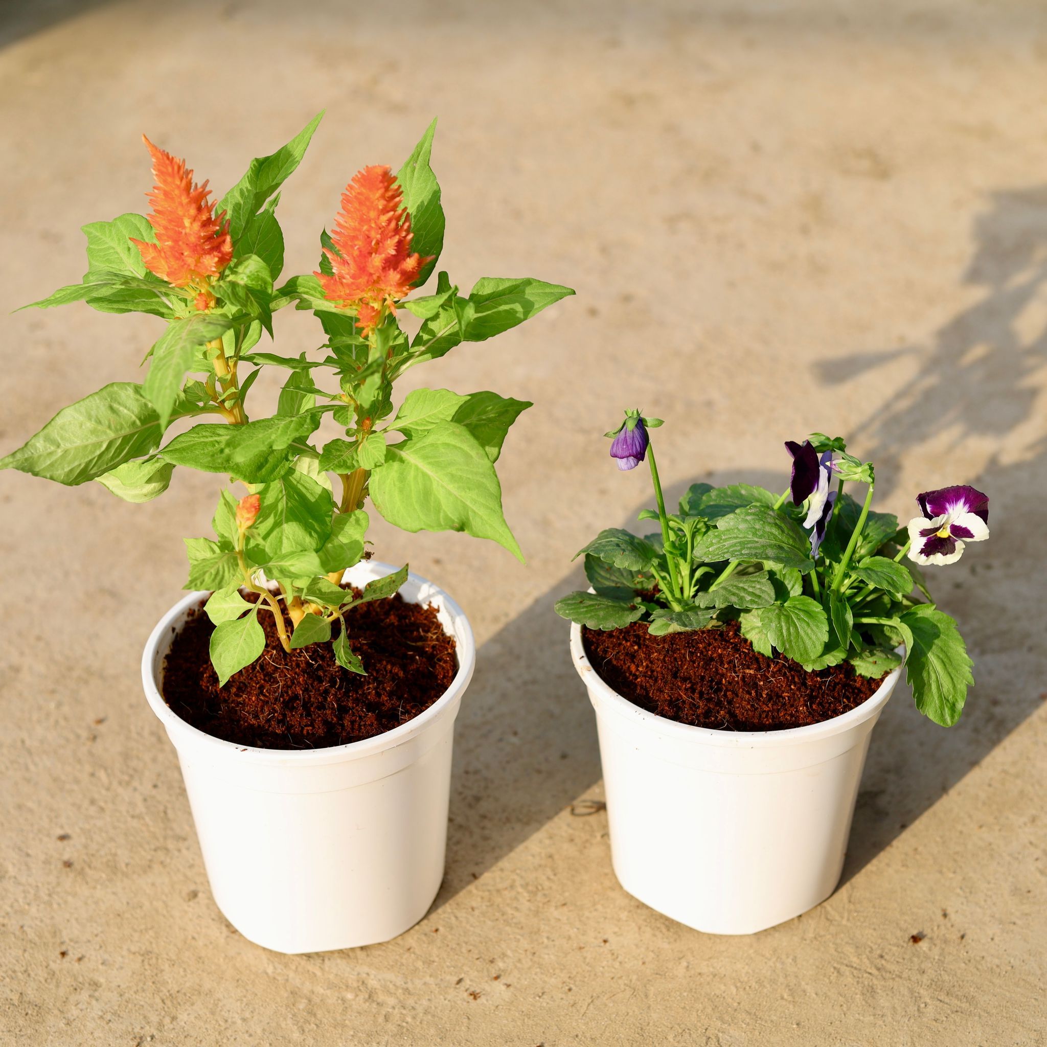 Set of 2 - Celosia & Pansy (any colour) in 6 Inch White Nursery Pot