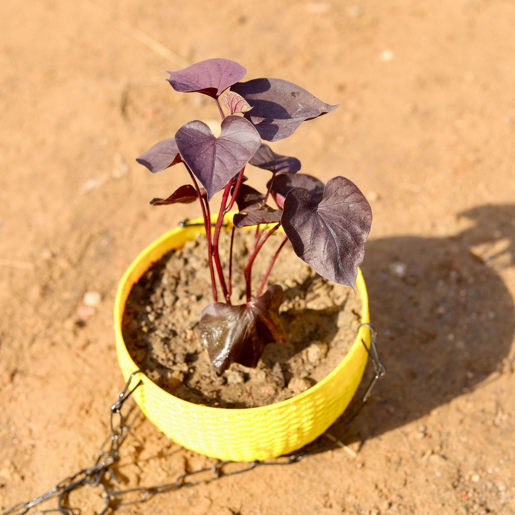 Buy Sweet Potato Vine / Ipomoea Black in 6 Inch Hanging Basket (any colour) Online | Urvann.com Sweet Potato Vine / Ipomoea Black in 6 Inch Hanging Basket (any colour)