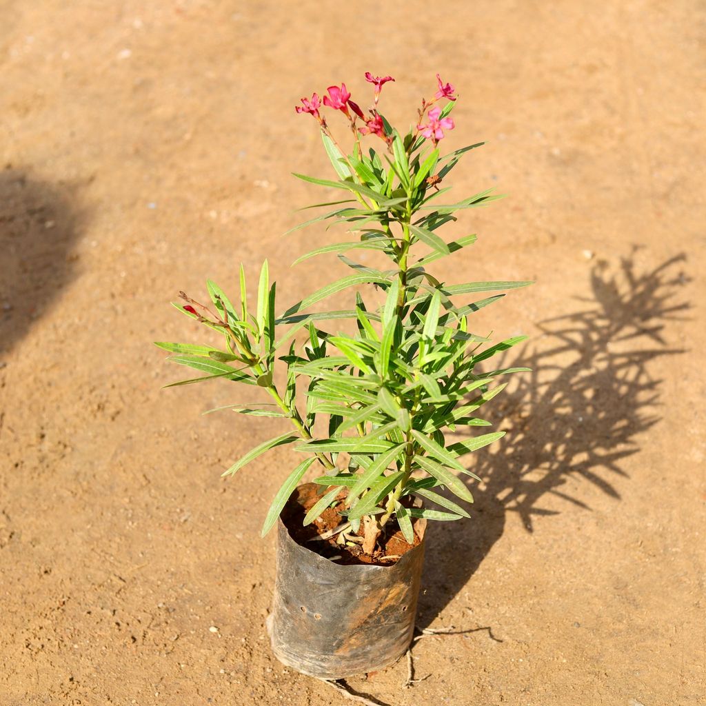 Buy Dwarf Kaner / Oleander (any colour) in 7 Inch Nursery Bag Online | Urvann.com Dwarf Kaner / Oleander (any colour) in 7 Inch Nursery Bag