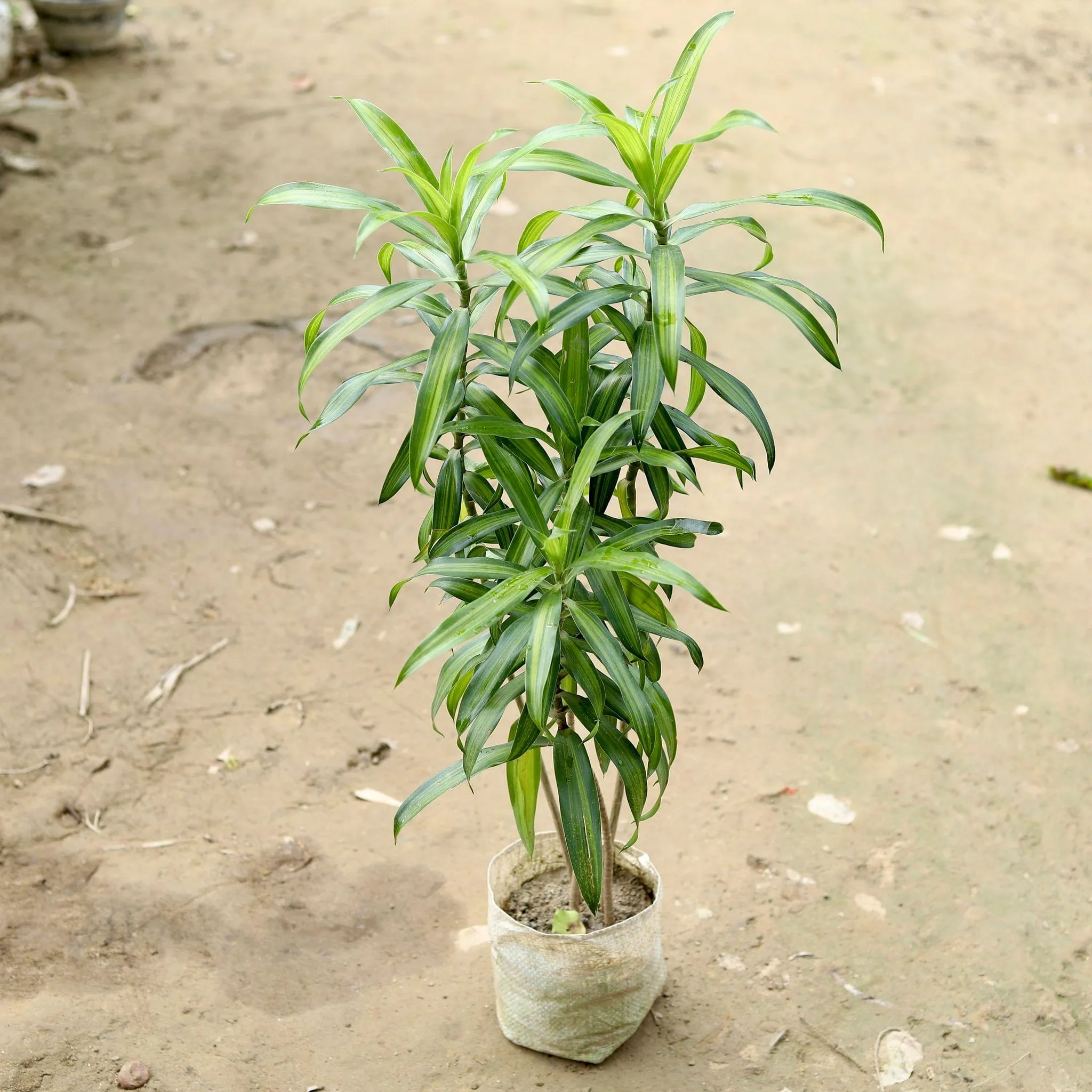 Dracaena Messenger / Song Of India Green (1~ 2 Ft) in 7 Inch Nursery Bag