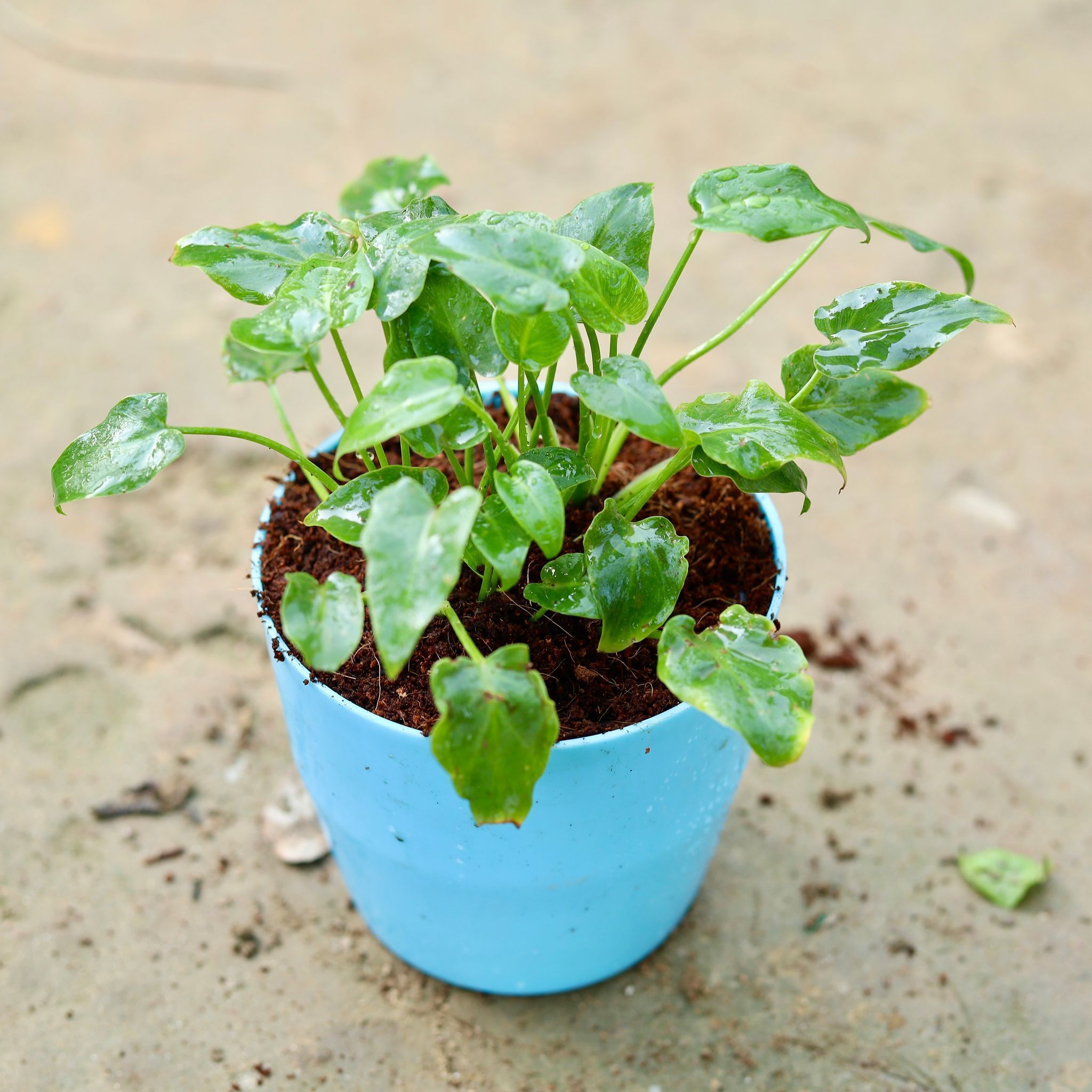Xanadu Dwarf Green in 4.5 Inch Classy Fancy Plastic Pot (any colour)